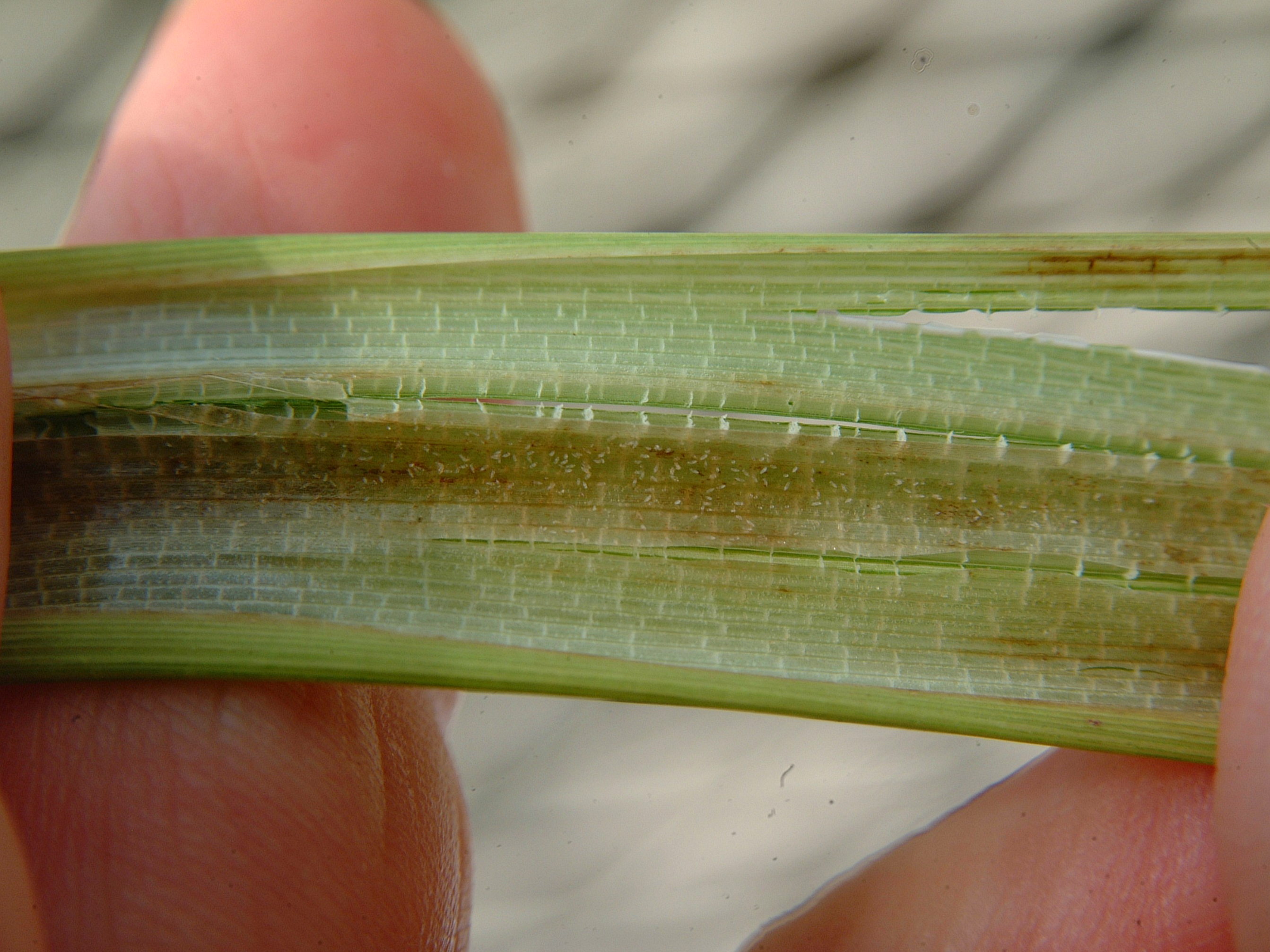Panicle Rice Mites 3