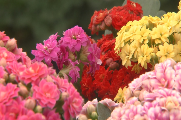 Plant primrose for beautiful Easter flowers