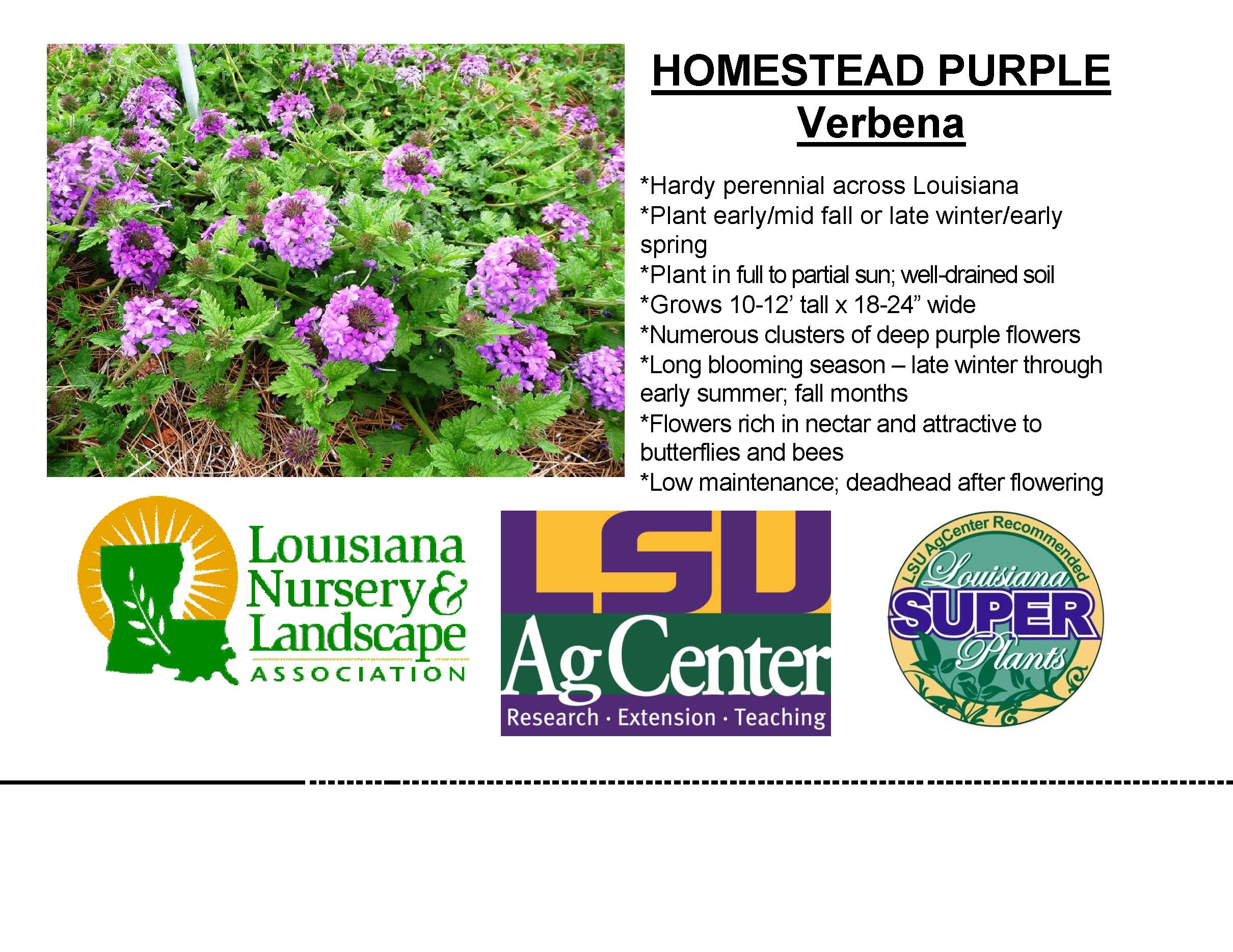 Homestead Purple verbena card