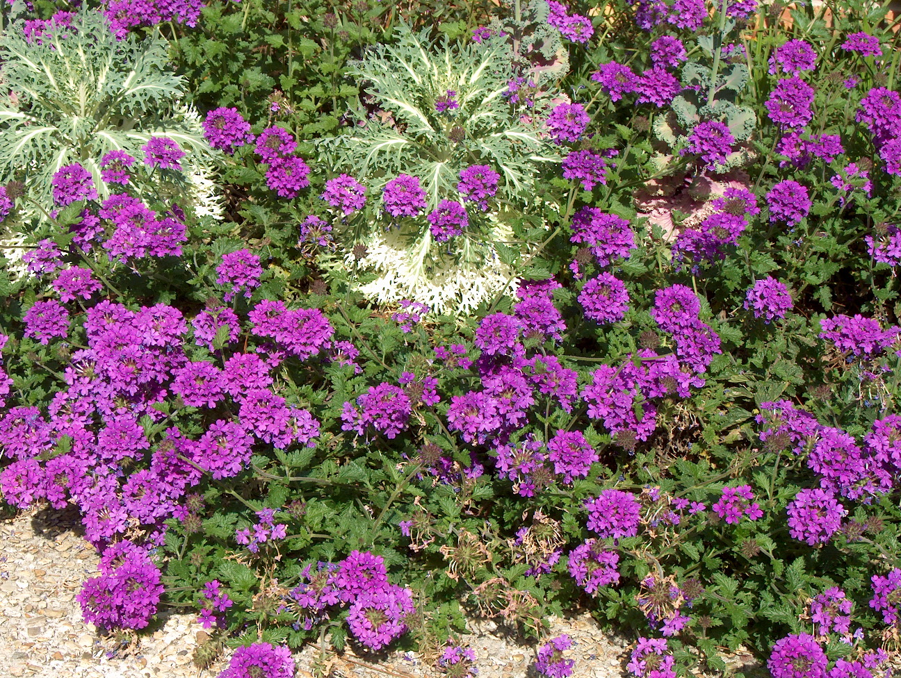 Homestead Purple verbena with kale