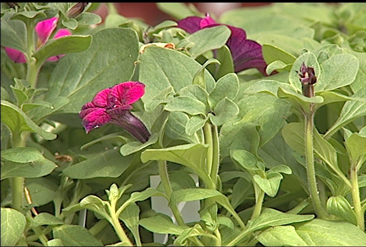 Plant petunias to transition into spring