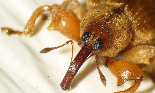 ligustrum_weevil02.jpg thumbnail