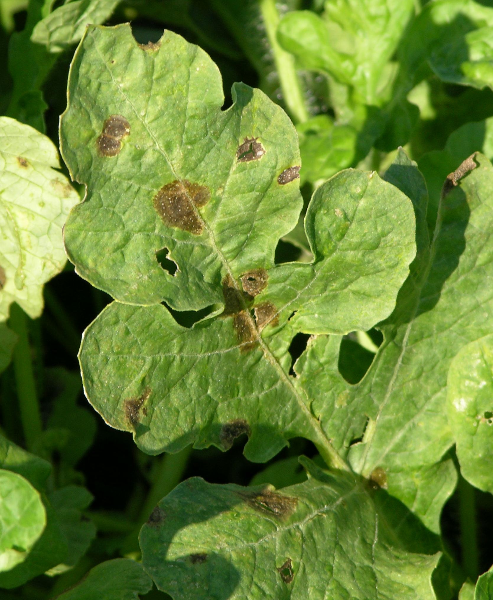 Watermelon Diseases