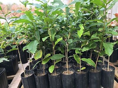 Working in the Landscape: Sawtooth Oaks in 3 Gallon Containers