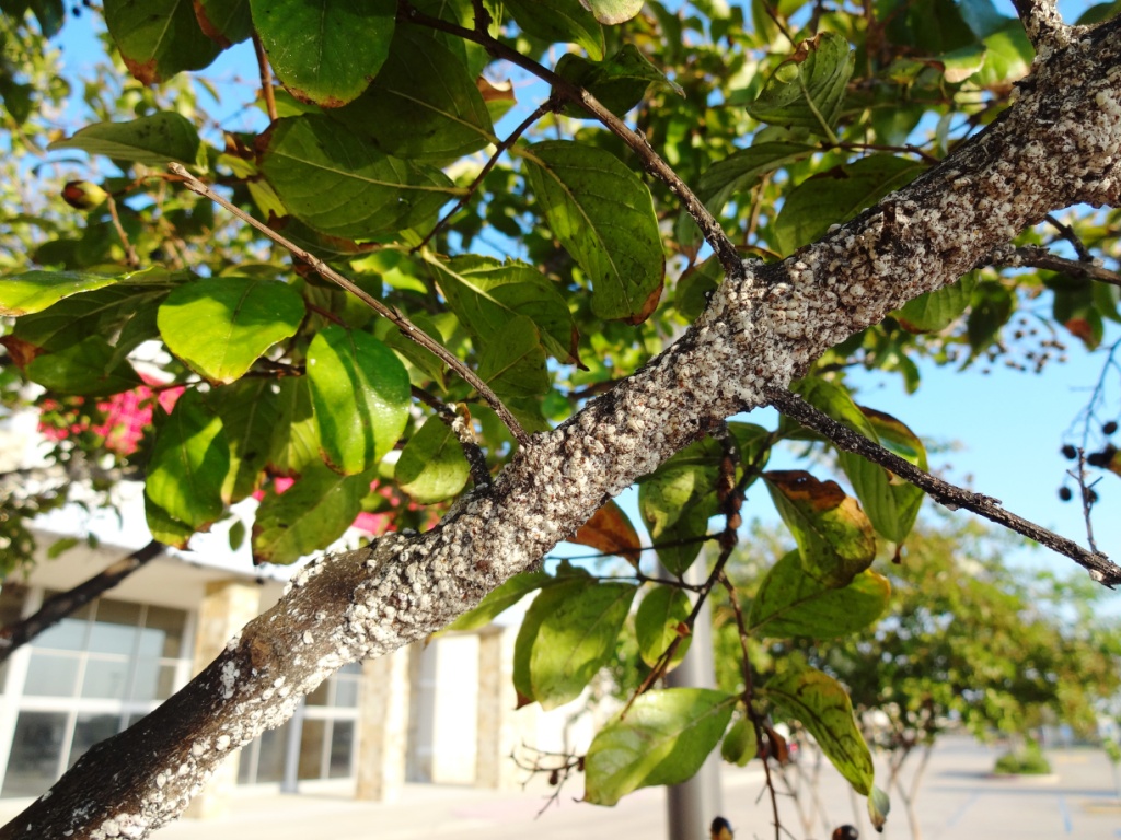 Invasive species troubles crape myrtles