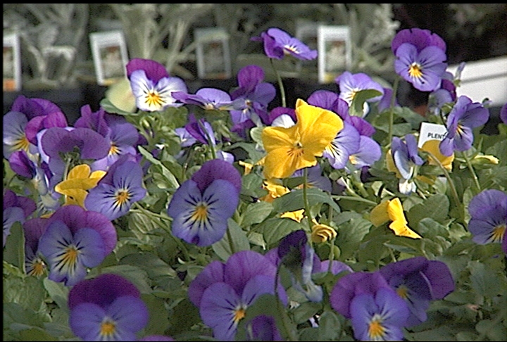 New Plentifall  pansy is economical choice