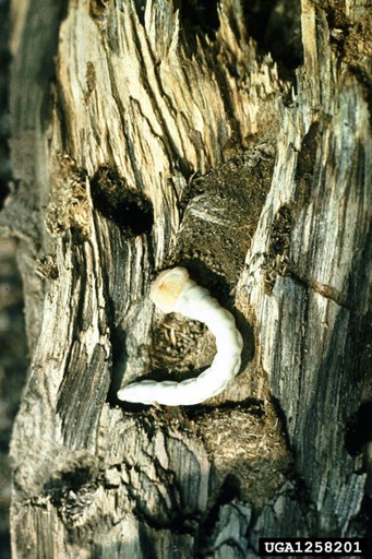 Chalcophora virginiensis, Sculptured Pine Borer (Coleoptera: Buprestidae)