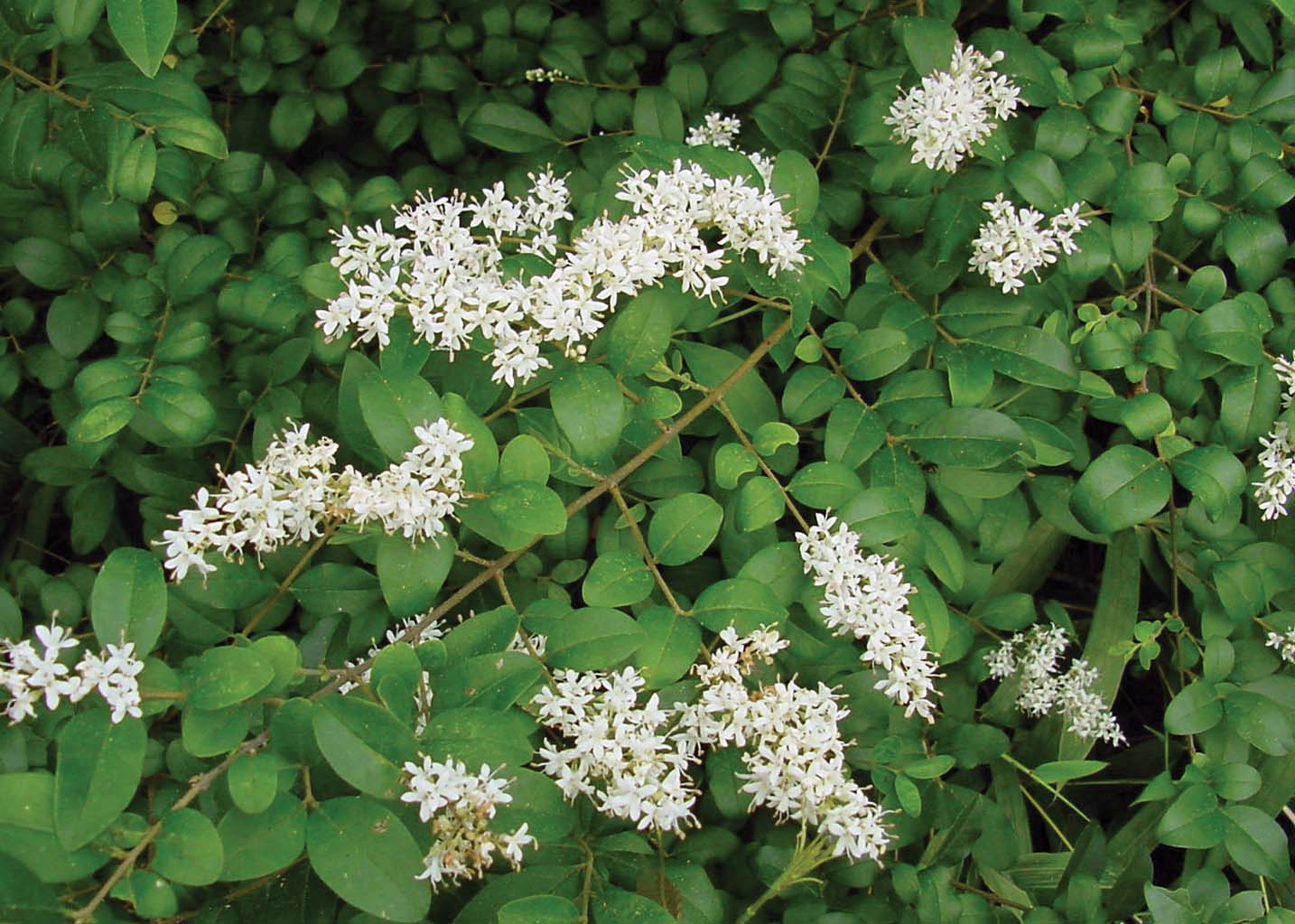 Chinese Privet: A Biological Invader in Louisiana's Forests