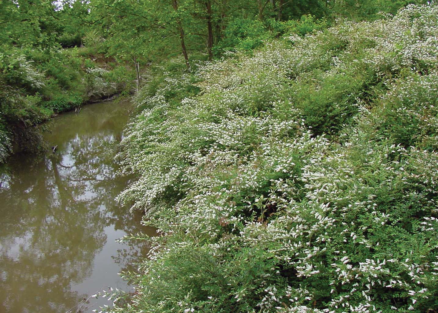 Photo of chinese privet