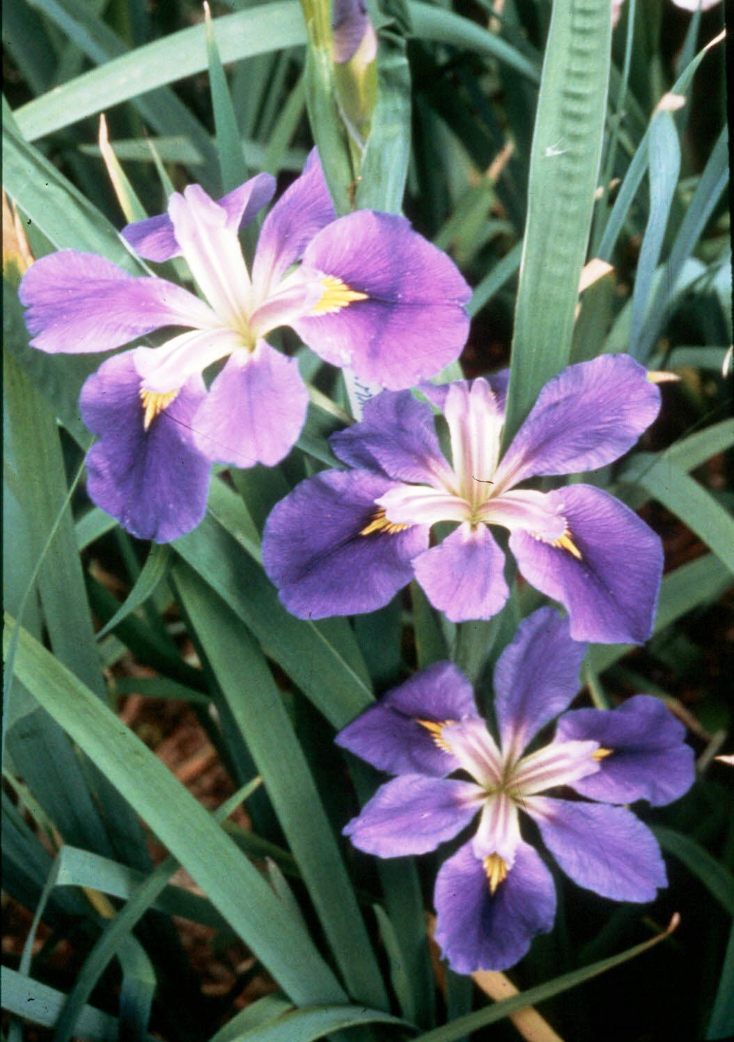 Native irises carry Louisiana name worldwide