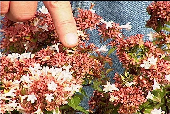 Plant abelia for a potent shrub