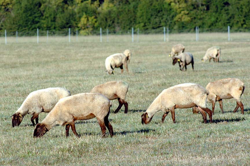 Parasite Control in Sheep and Goats