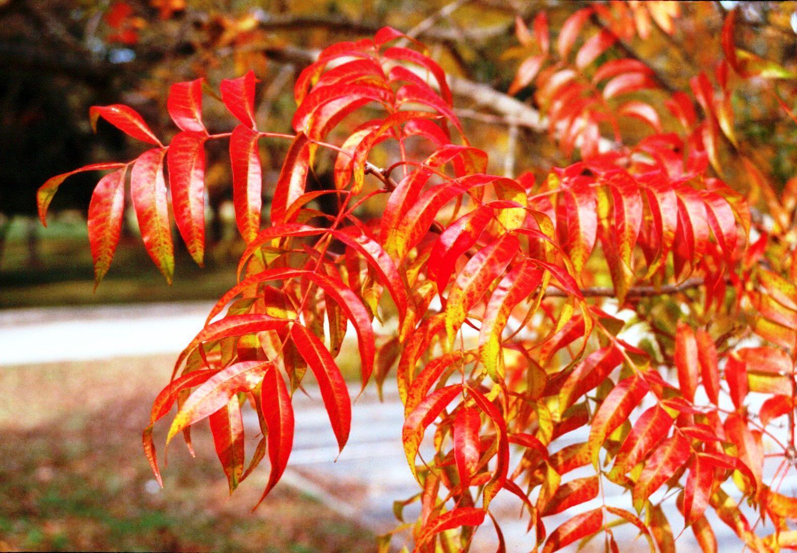Chinese Pistache – Ornamental Plant of the Week for October 5 2015