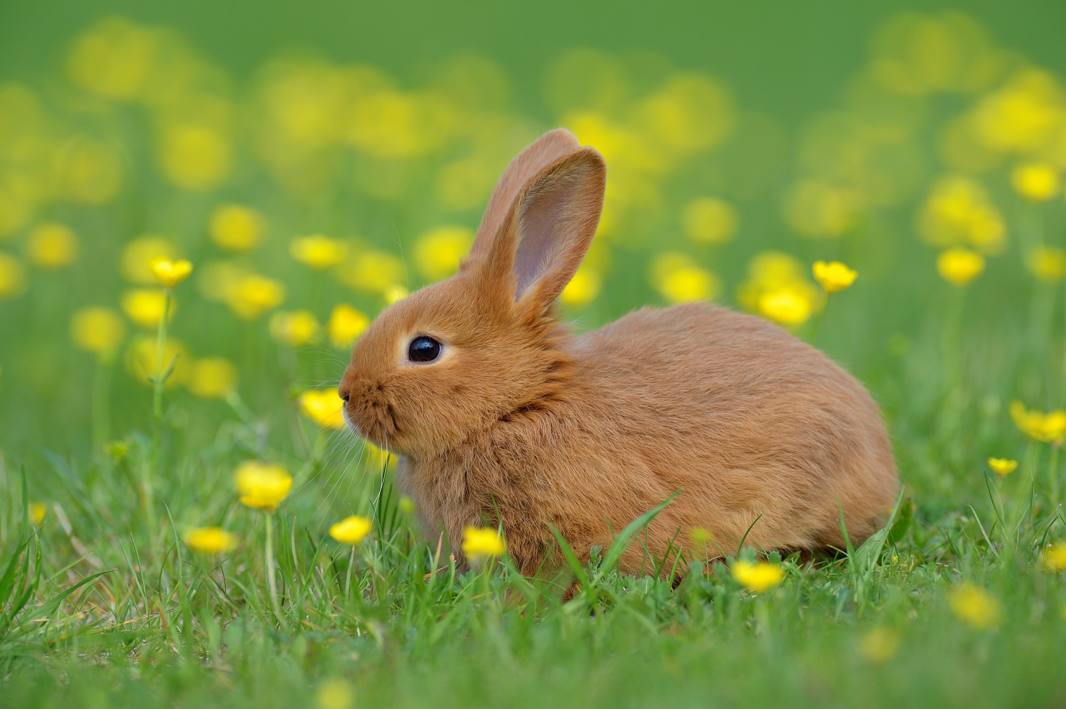 rabbit.jpg thumbnail