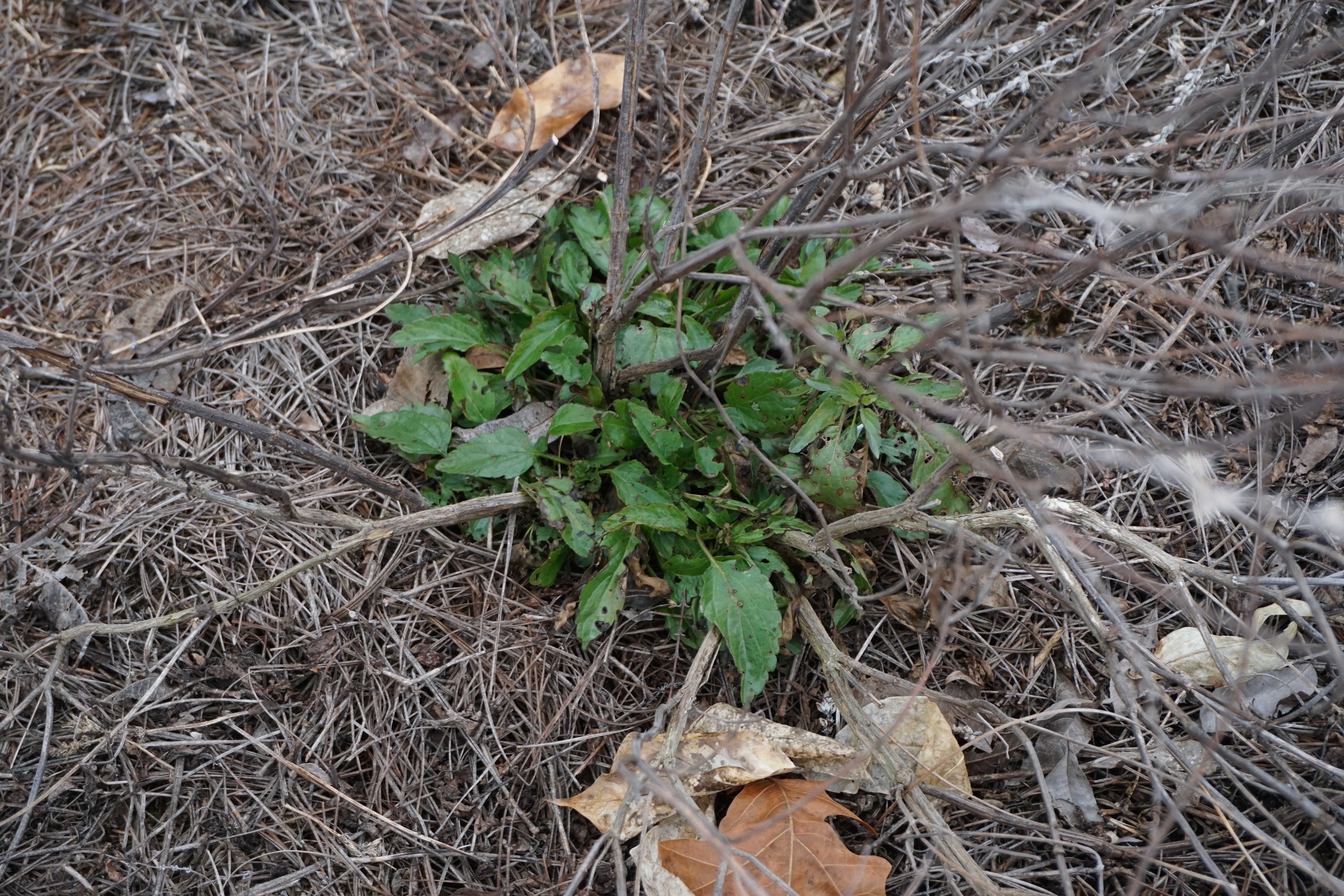 Tough Plant Material- Here's What Survived After a Cold Winter