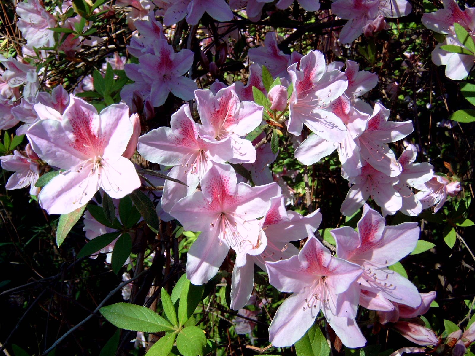 Azaleas - Louisianas Most Popular Landscape Shrub