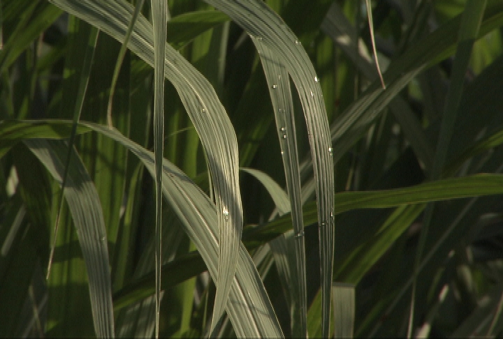 Sugarcane crop in good shape