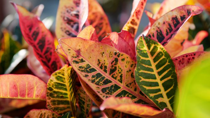 Get It Growing: Use crotons for beautiful fall color