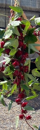 1.10_fig_2_roselle_hibiscus.jpg thumbnail