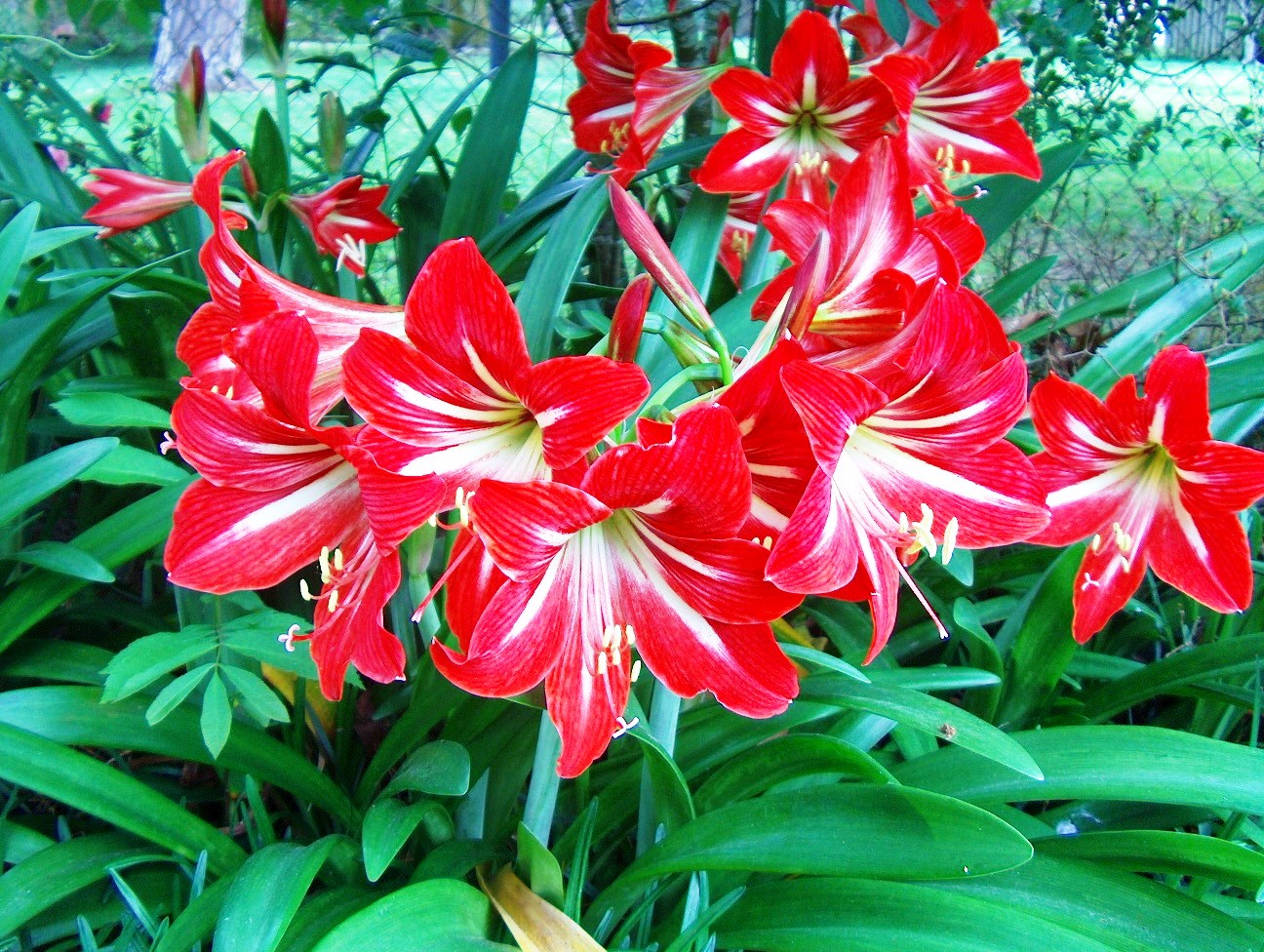 Holiday amaryllis makes great landscape plant, too