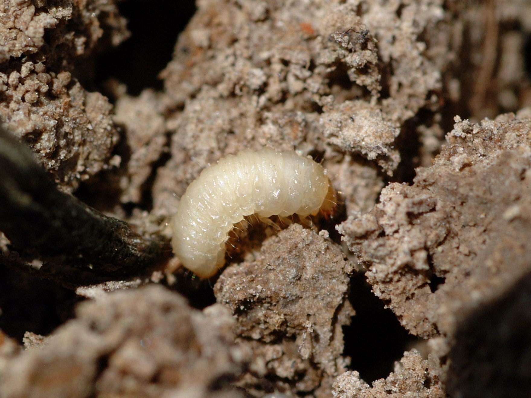 Colaspis larva.