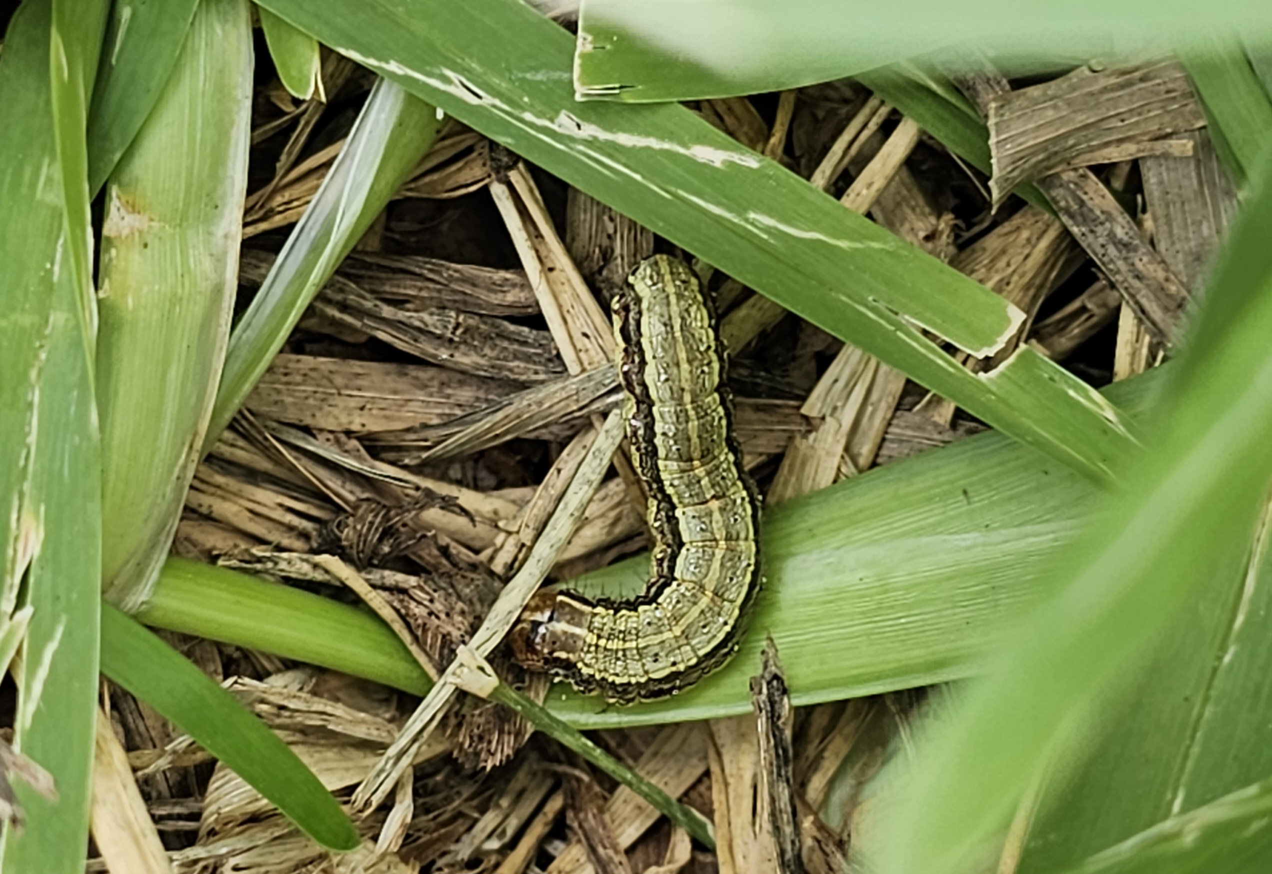 Fall Armyworm Control on Turf and Grass Pastures