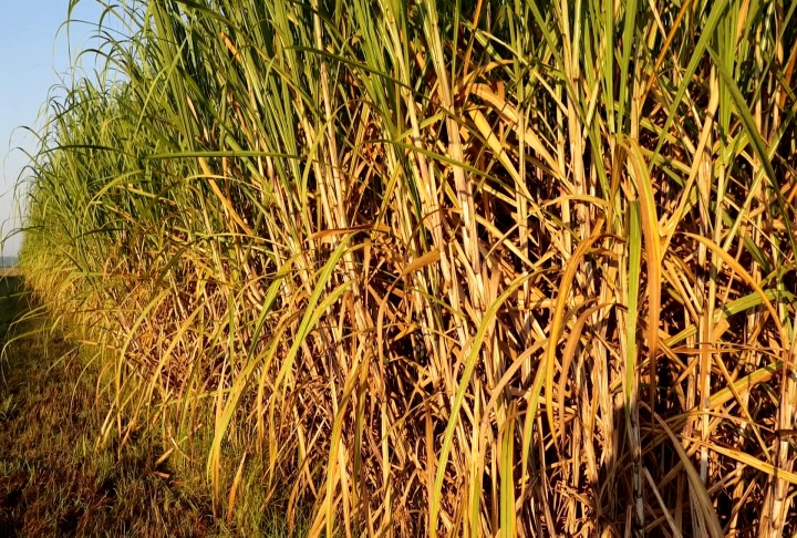 Keeping sugarcane industry and the environment healthy