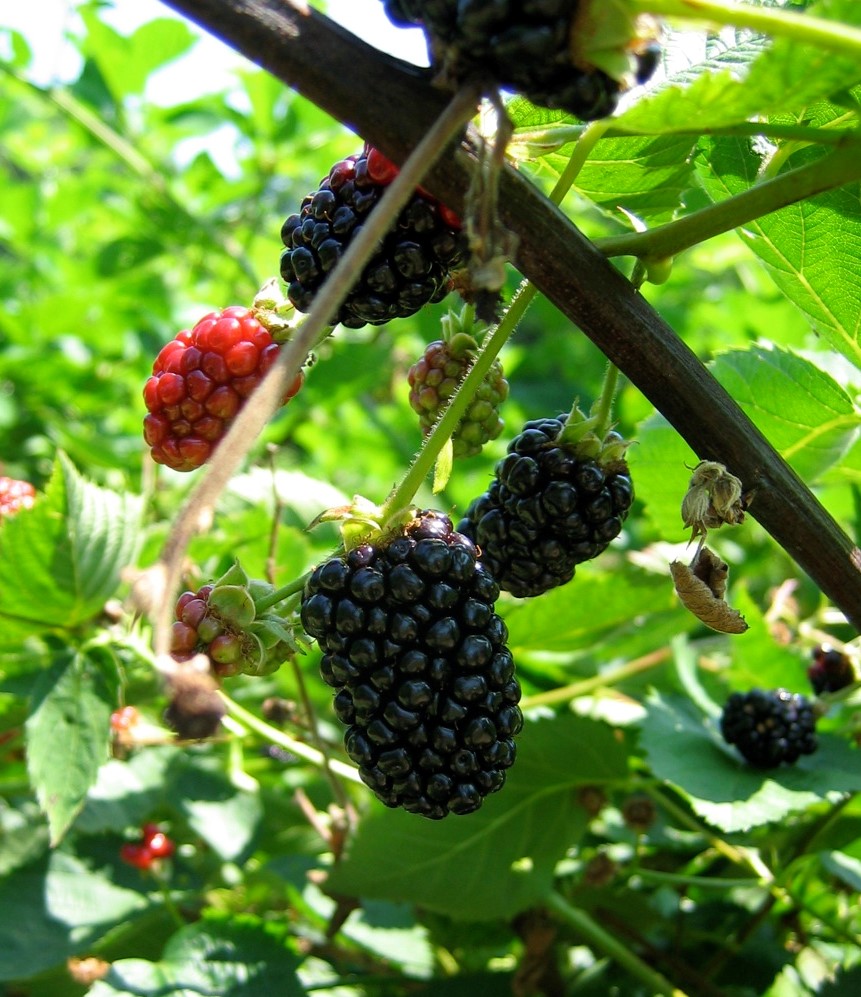 LSU AgCenter Offers Gardening Classes in Washington Parish