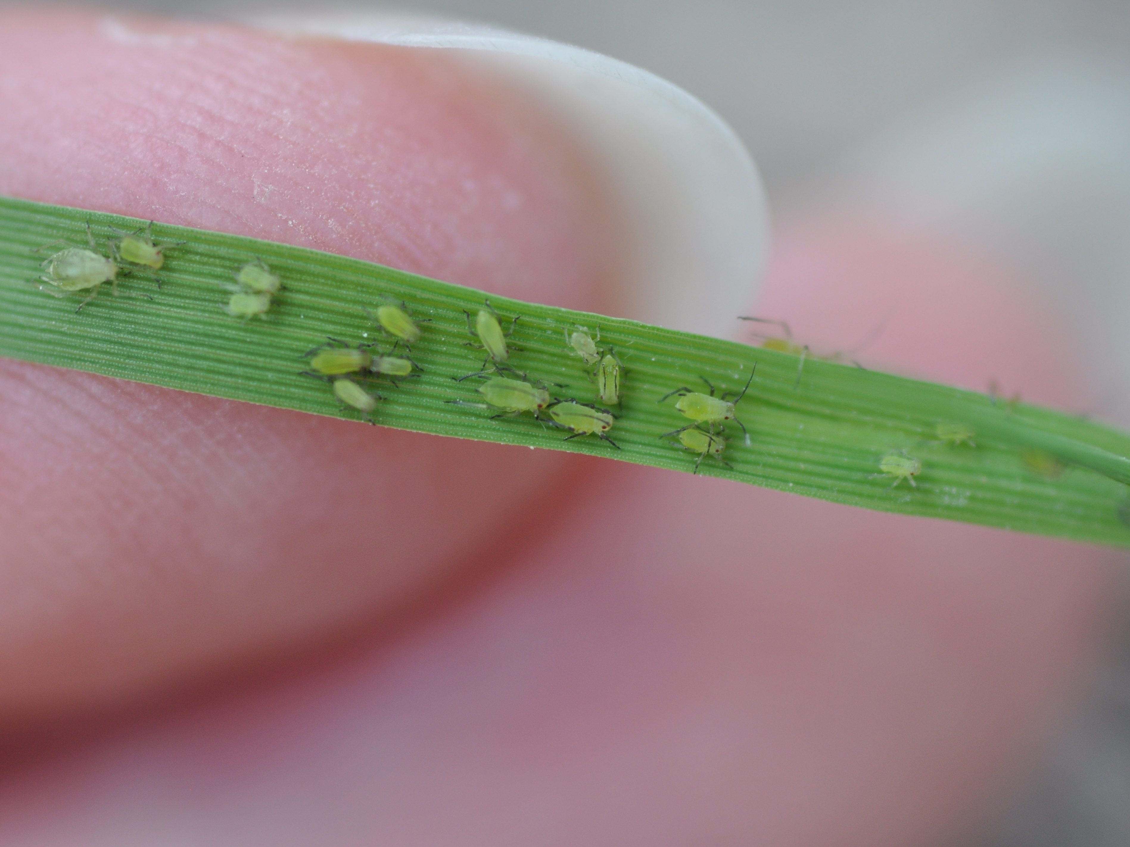 Aphids (nymphs) 2