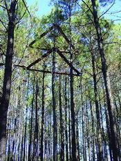 Long-term Assessment of Pine Plantation Productivity in Louisiana