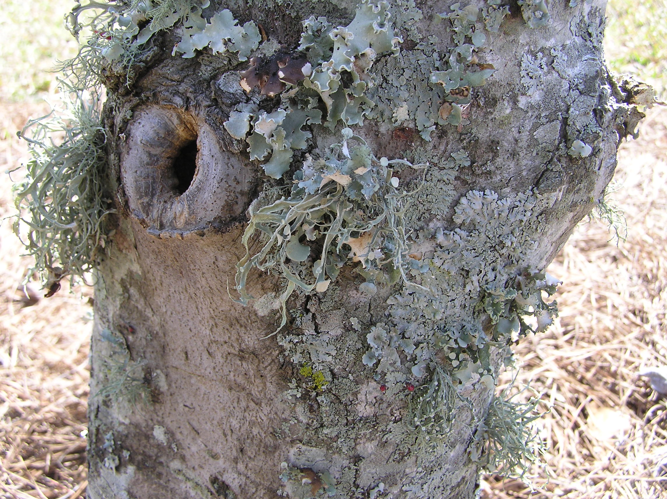 Lichens