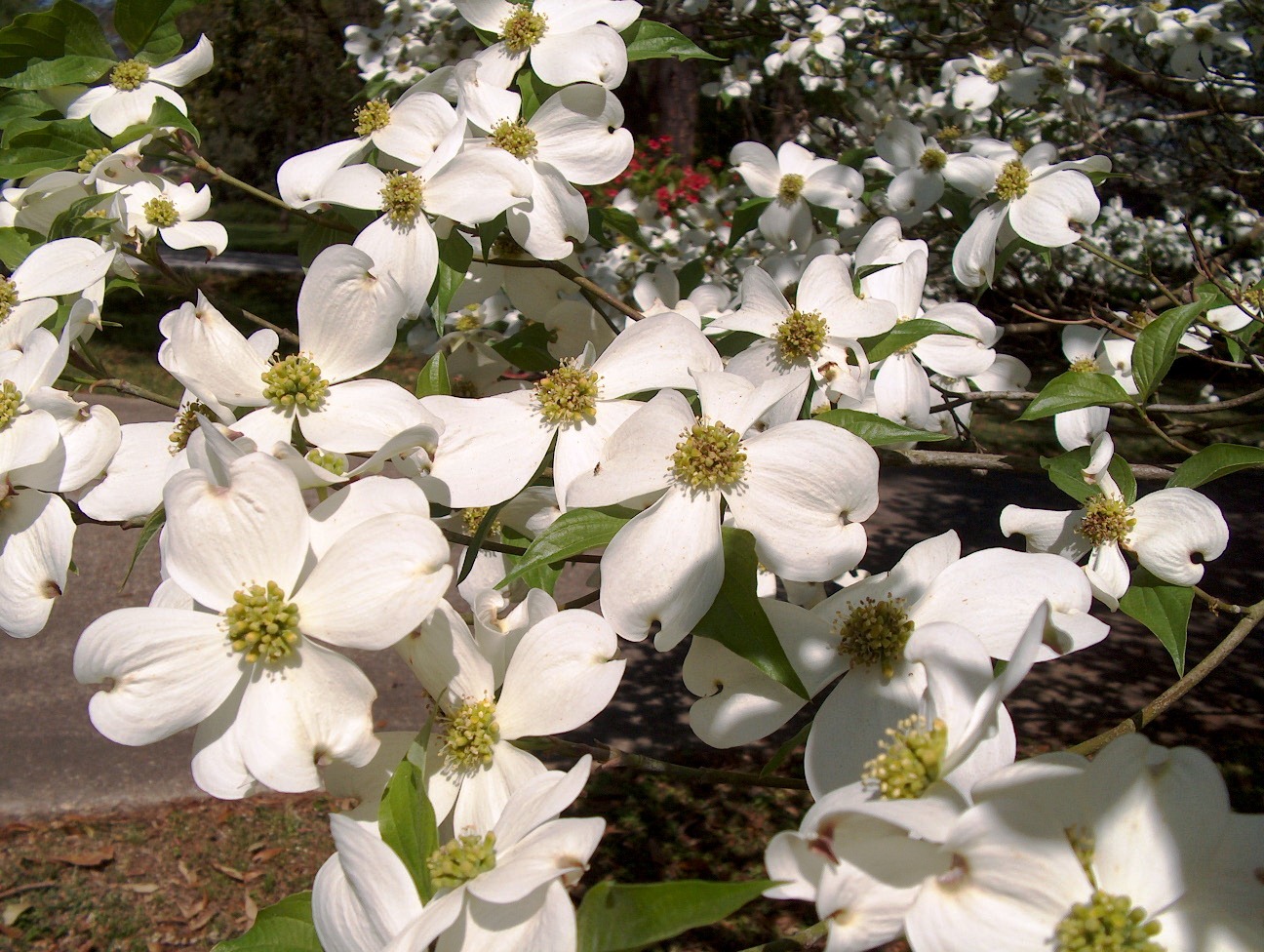 Dogwoods deserve a second look