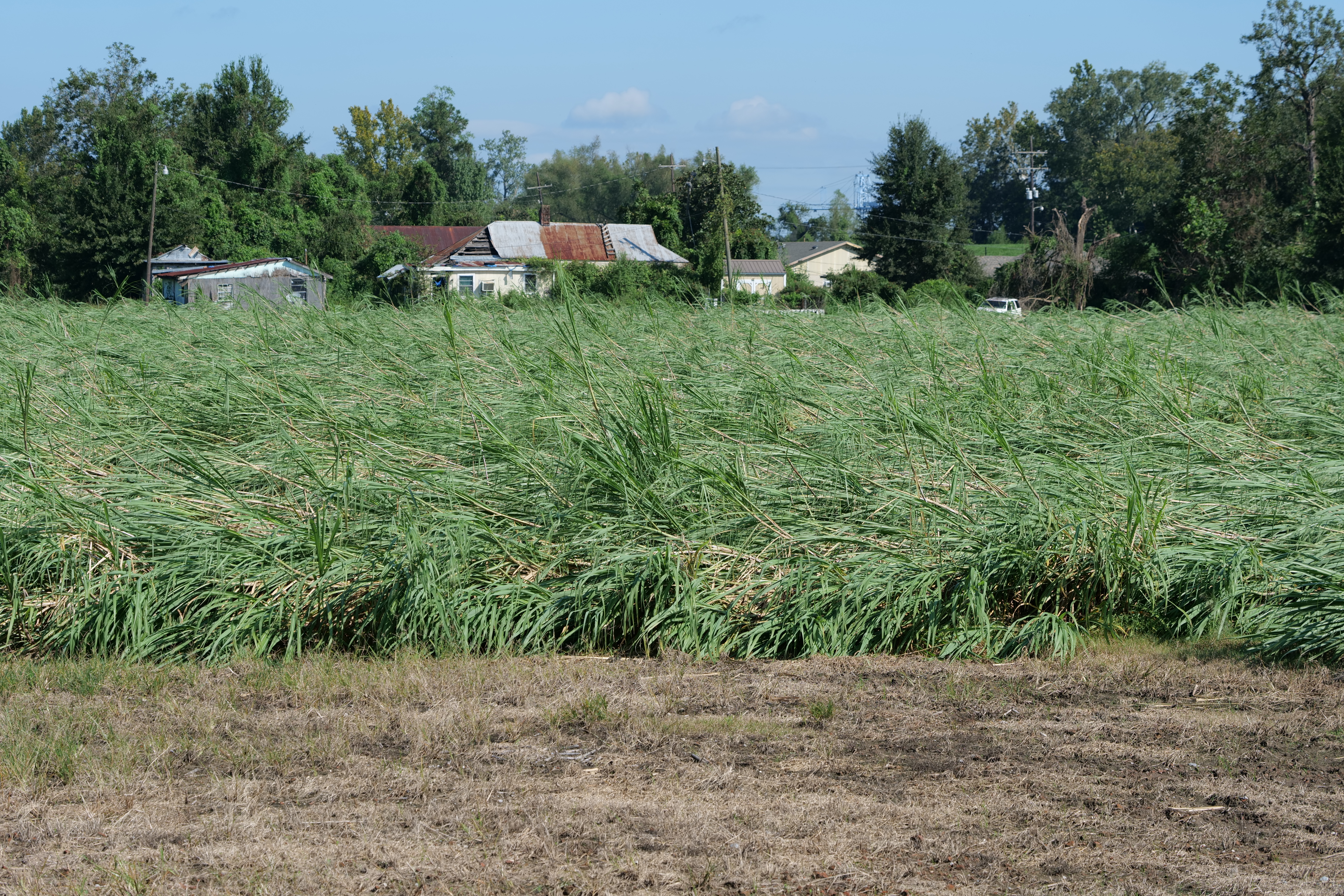 AgCenter experts surveying hurricane damage to sugarcane, soybeans