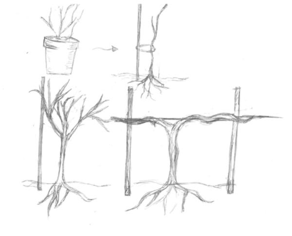 drawingjpg