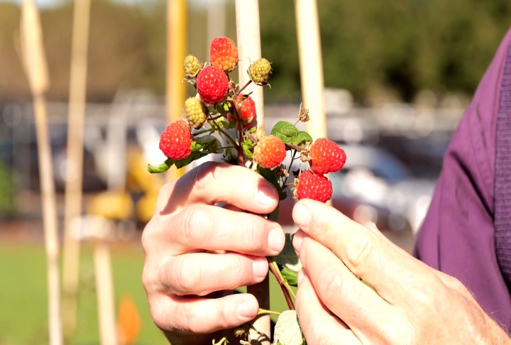 Researchers looking at raspberries as a Deep South crop