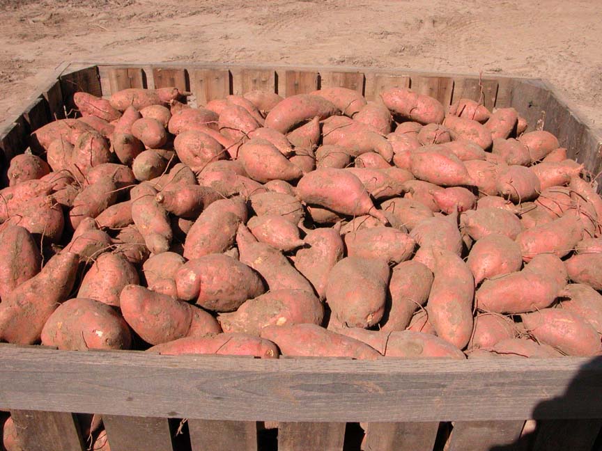 Bin of sweet potatoes