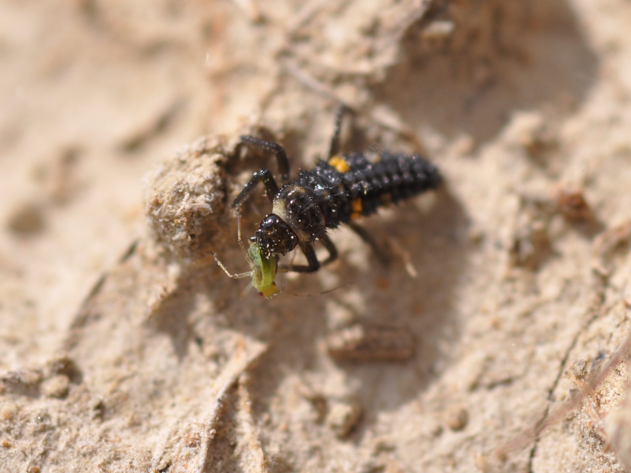 Lady Beetle Larva 2