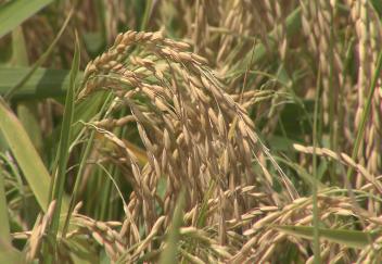 Louisiana agriculture struggled during 2019