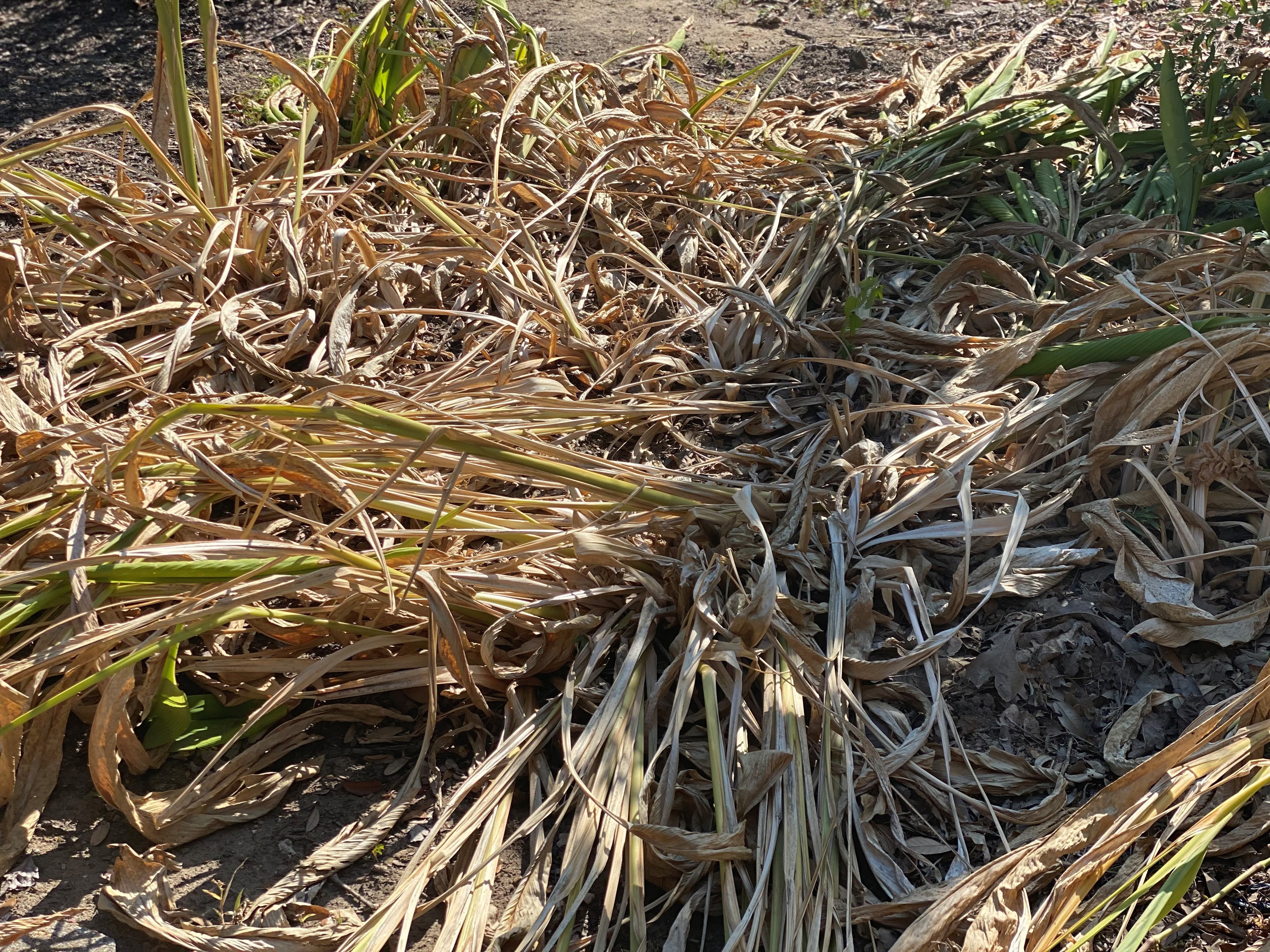 Drought stress in trees and what you can do about it