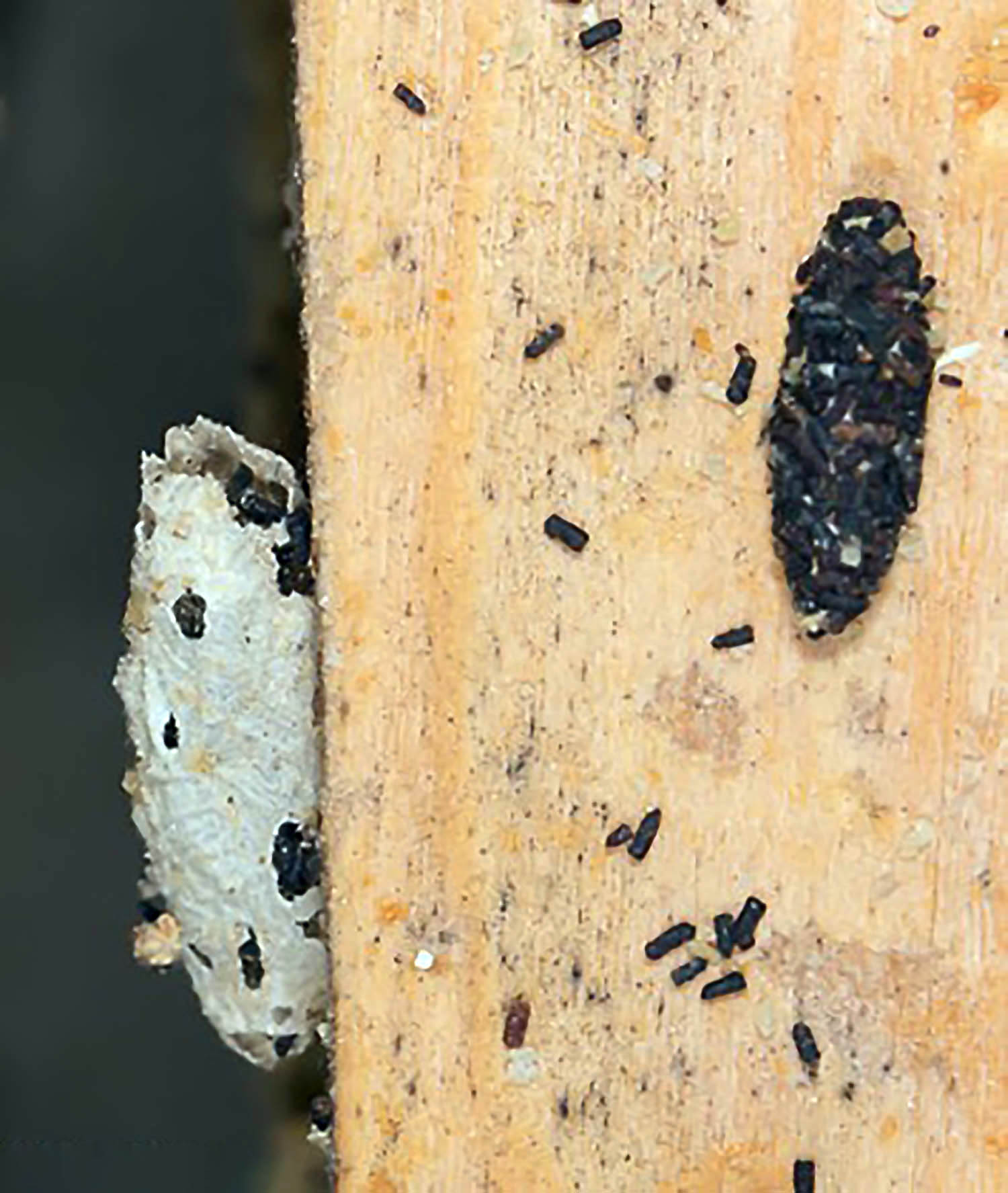 LesserWaxMothCocooon.jpg thumbnail