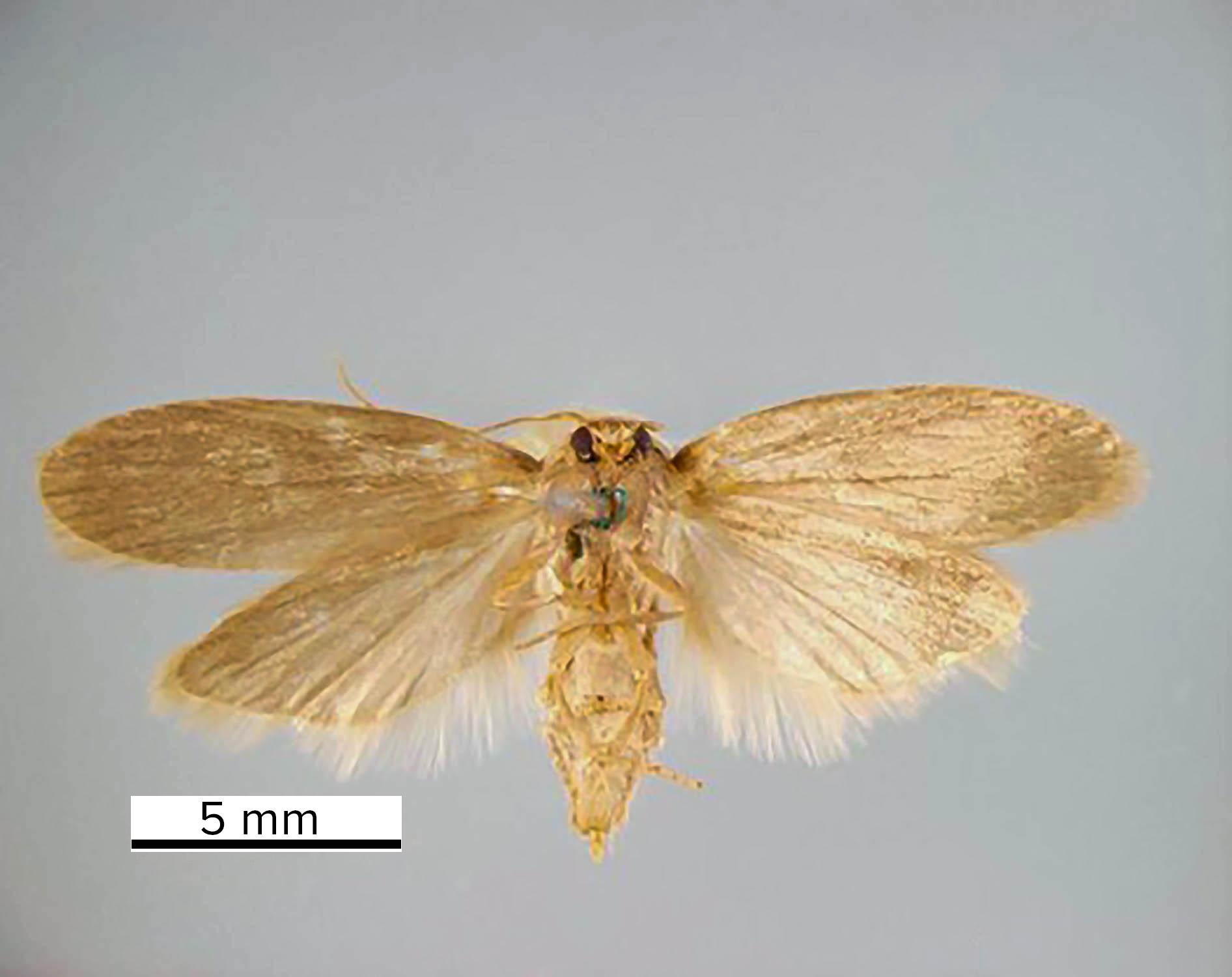 LesserWaxMothventrall.jpg thumbnail