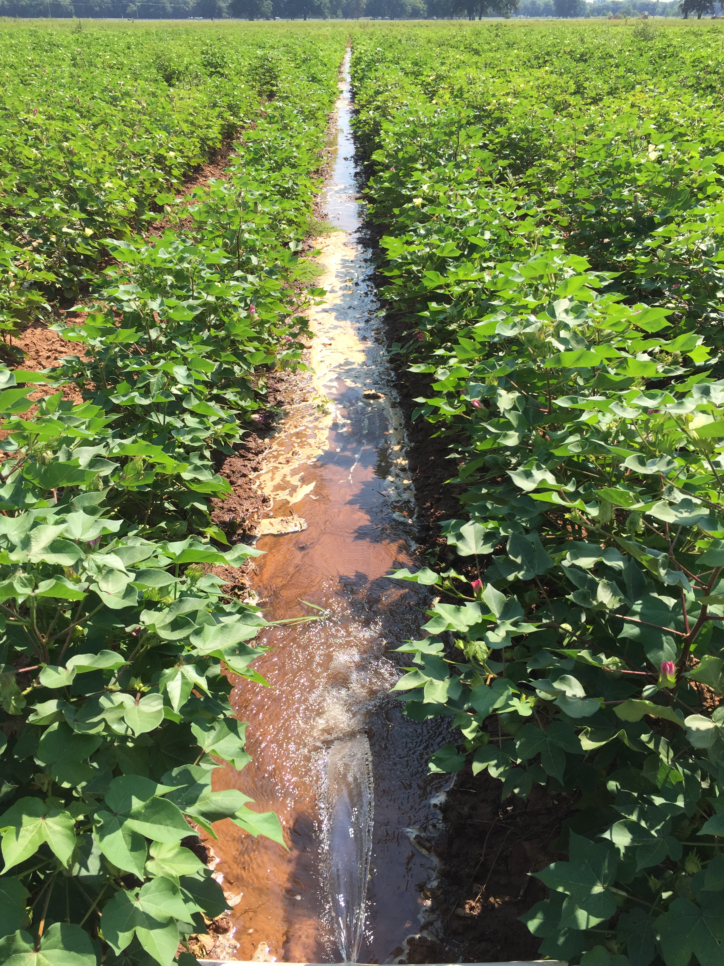 Can irrigation history waiver pave the path for more conservation in the state?