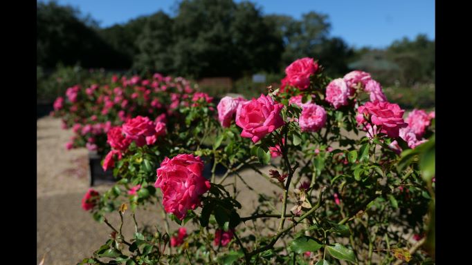 Get It Growing: How do I care for roses in the fall?