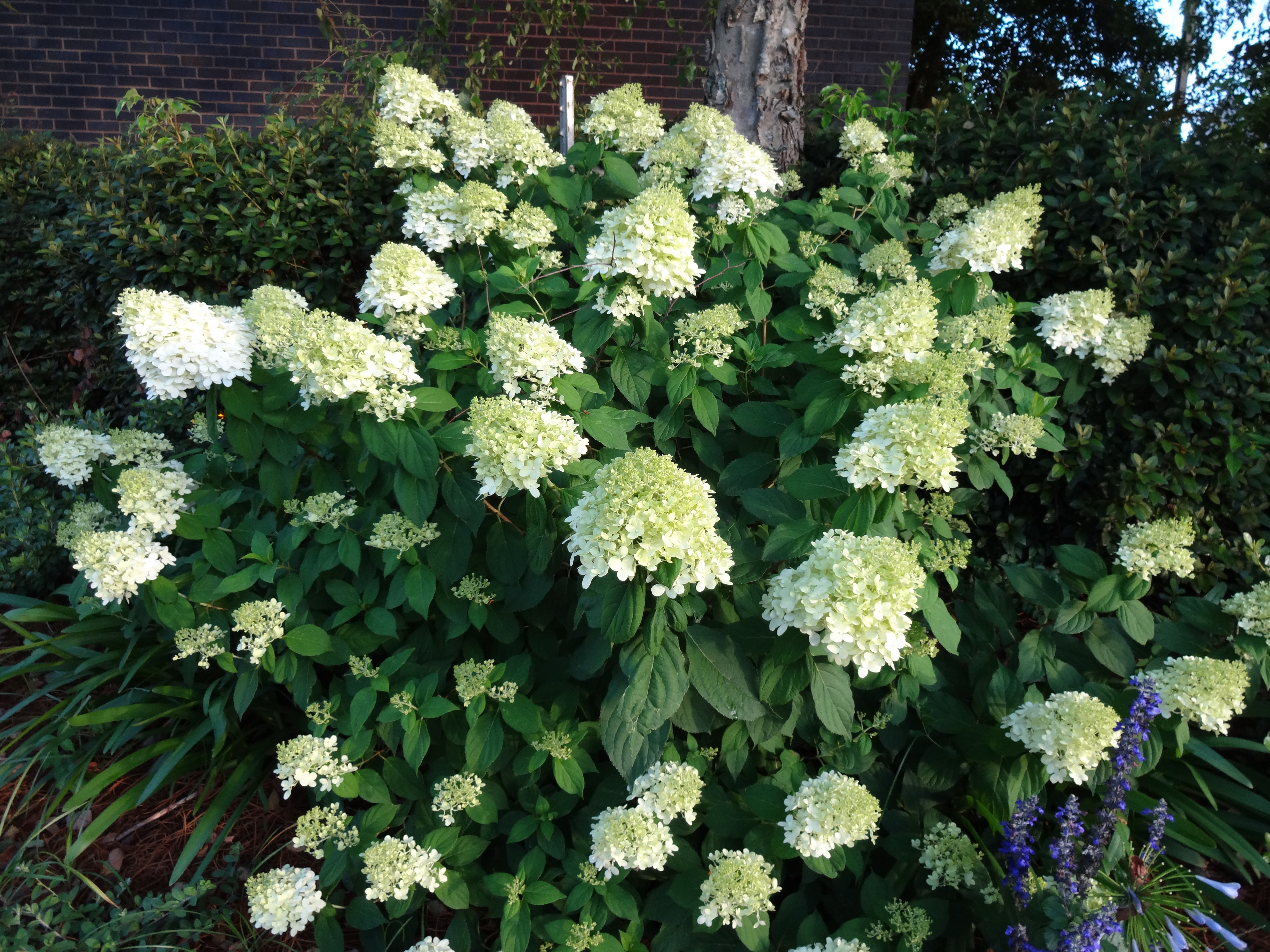 Limelight Hydrangea – Ornamental Plant of the Week for July 6, 2015