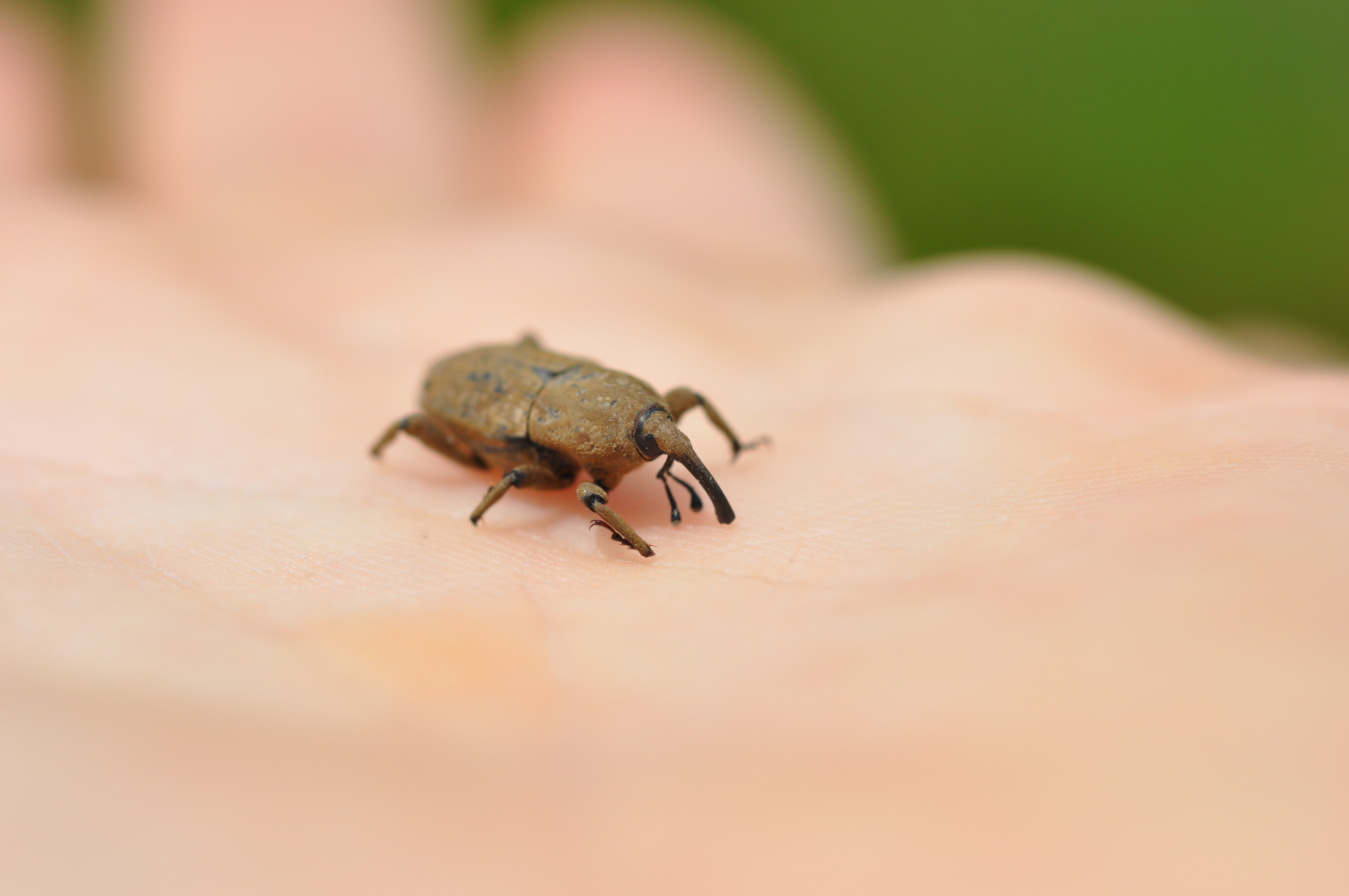 Sphenophorus spp. Adults – “Rice Levee Bill Bugs" 2