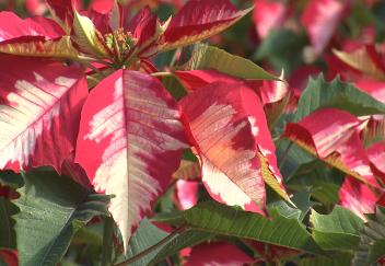 Make your Christmas poinsettias last into the New Year 