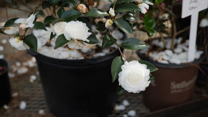 Get It Growing: Super Plant ShiShi Gashira also comes in white