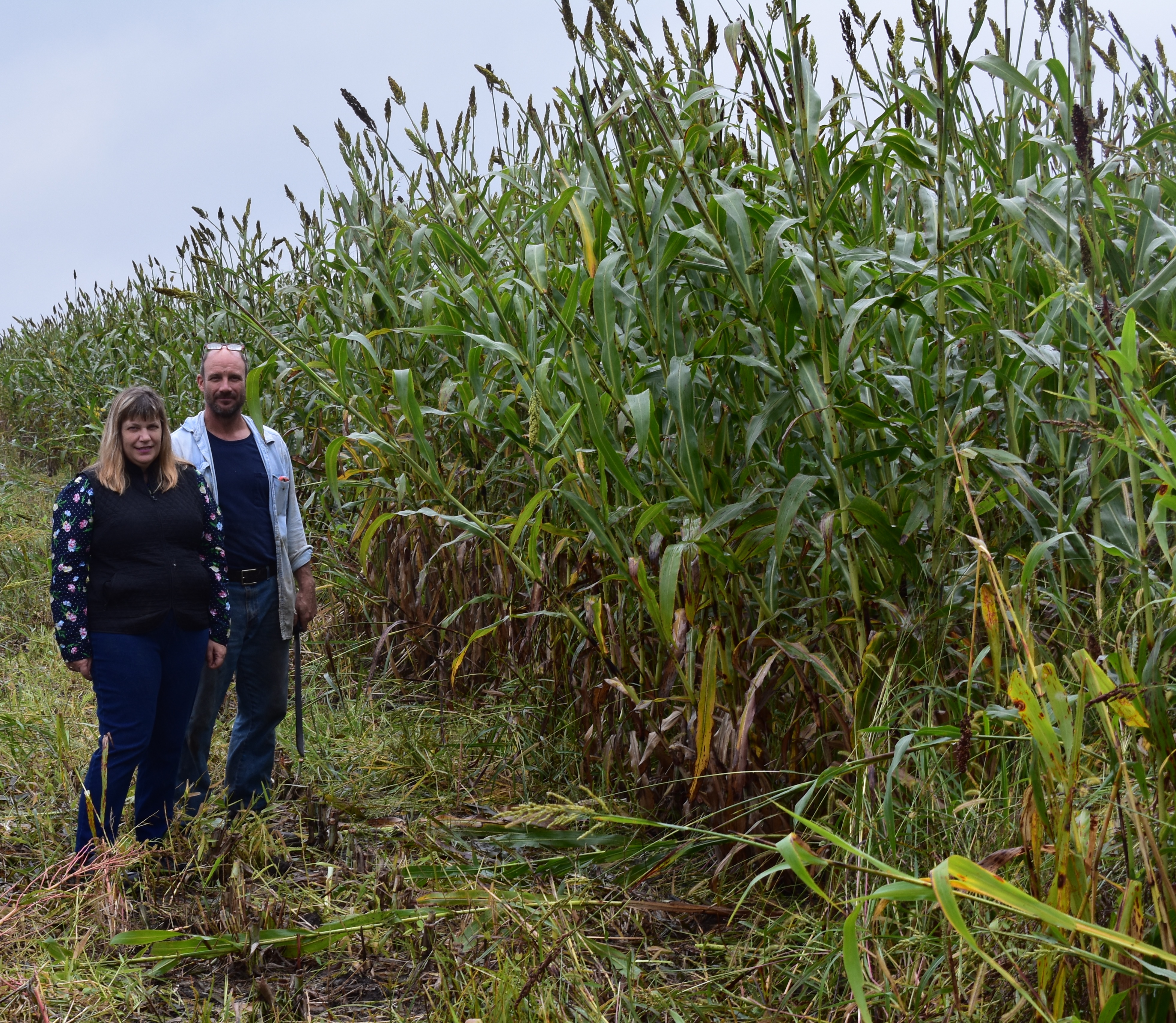 Researchers receive grant to develop products from sorghum 