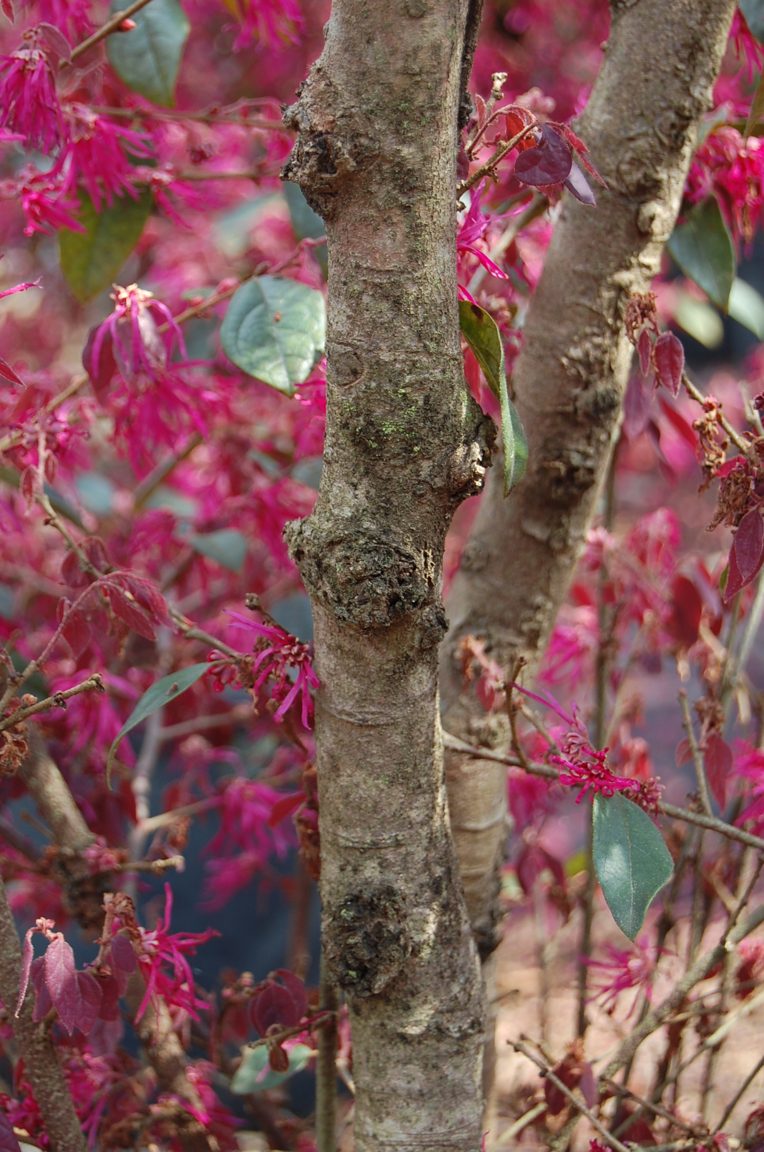 New plant disease infecting loropetalums in Louisiana