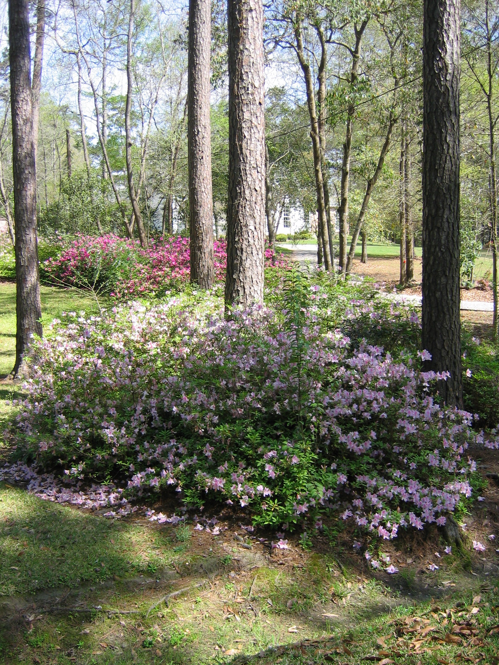 Pruning Plants that Bloom in the Spring